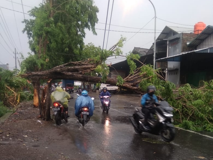 Disapu Angin, Pohon dan Tiang Listrik Bertumbangan di Gresik