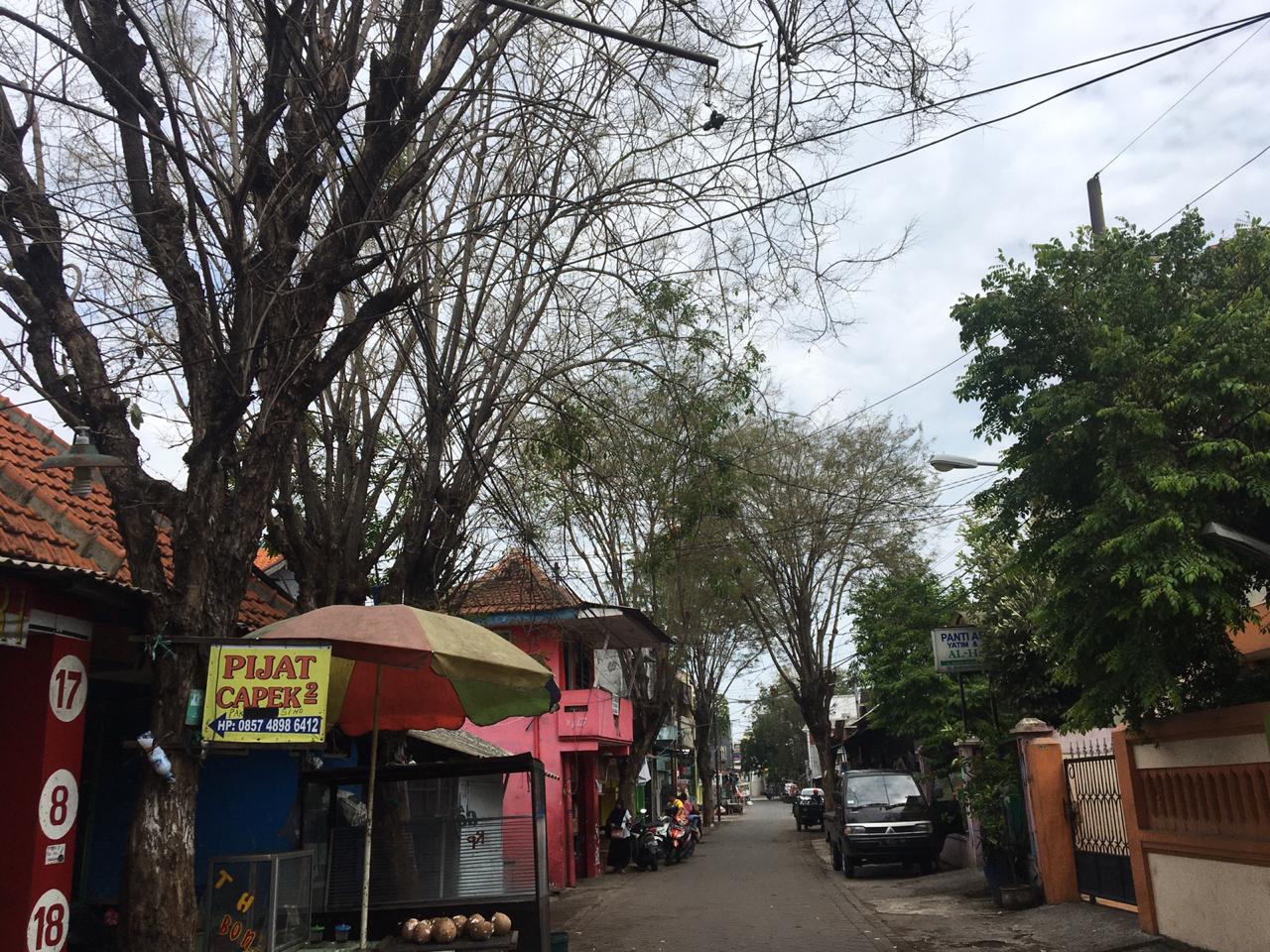 Diserbu Ulat Bulu dan Tak Terurus, Puluhan Pohon di Karah Agung Rawan Tumbang Saat Hujan