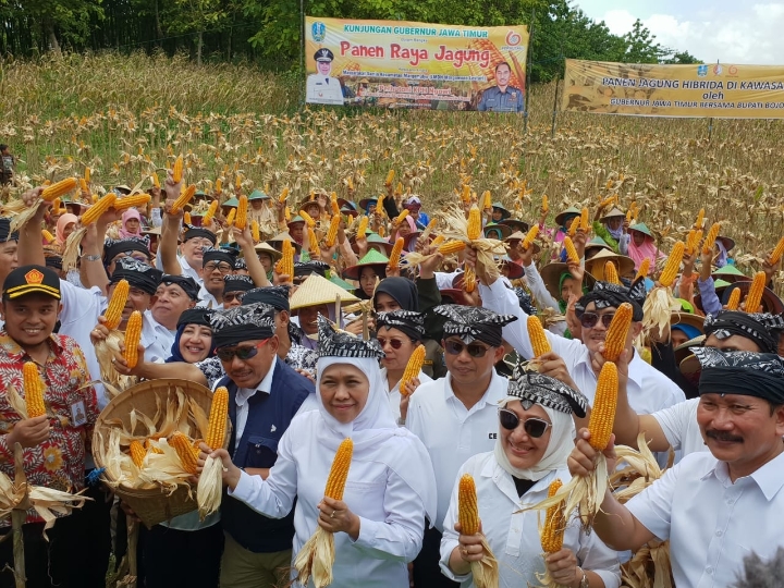 Jagung Jawa Timur Penyumbang Besar Pangsa Pasar Nasional