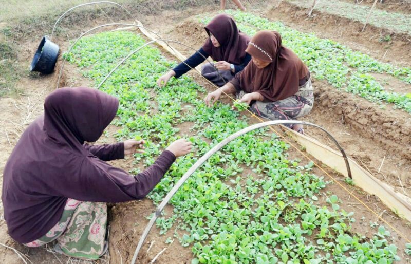 Petani Tembakau di Bojonegoro Terima Bantuan 30 Kg Benih