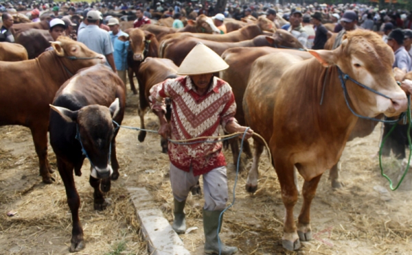 Dua Bulan Ditutup, Pasar Hewan di Ngawi Buka Lagi