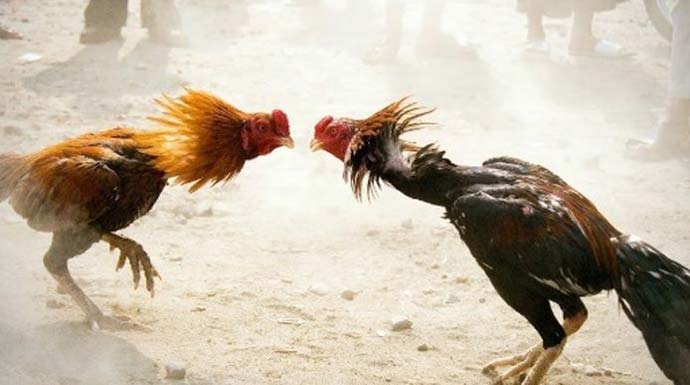 Penjudi Sabung Ayam di Sidoarjo Ditangkap Lalu Dikarantina Covid-19