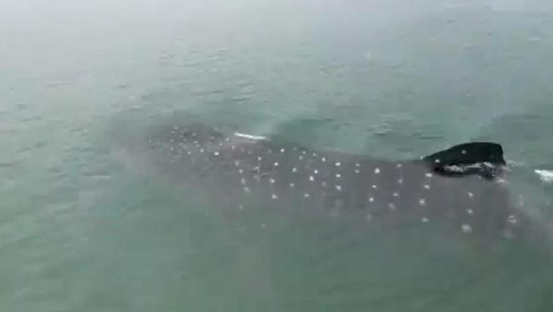 Hiu Tutul Muncul Bergerombol di Perairan Pasuruan