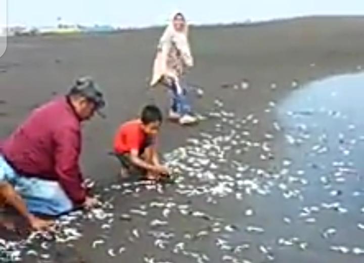 Viral! Ribuan Ikan Laut Selatan Naik ke Pantai Gumukmas Jember