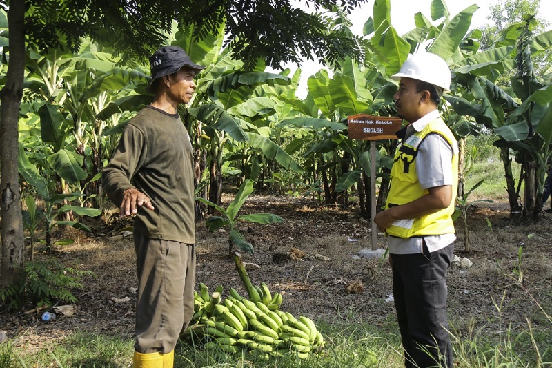 Petani Tuban Tanam Pisang di Lahan Pasca Tambang SIG, Hasilnya Sungguh Memuaskan