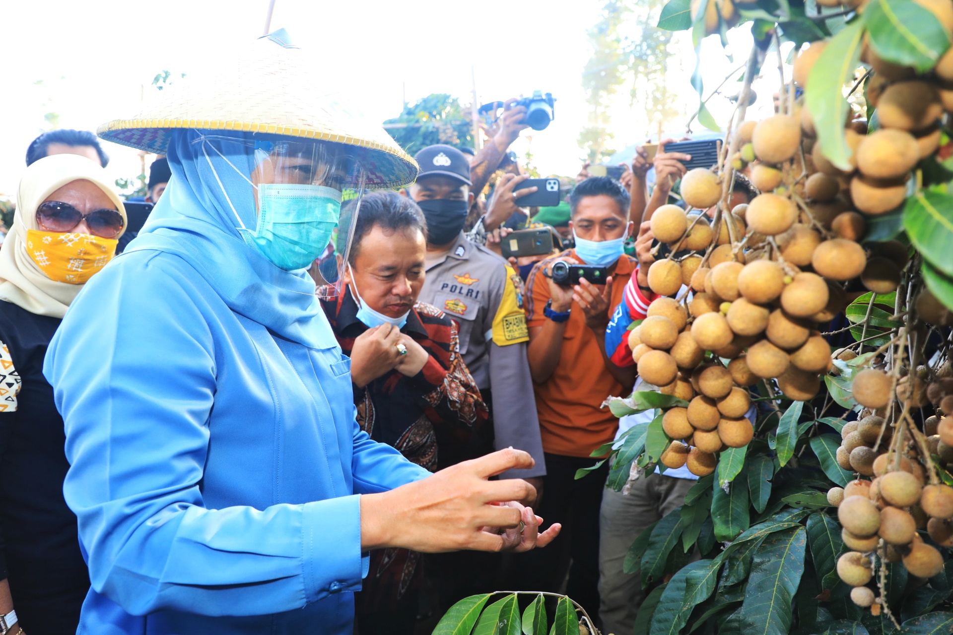 Khofifah Puji Kelengkeng Lumajang Ini Kualitasnya Premiun dan Terbaik