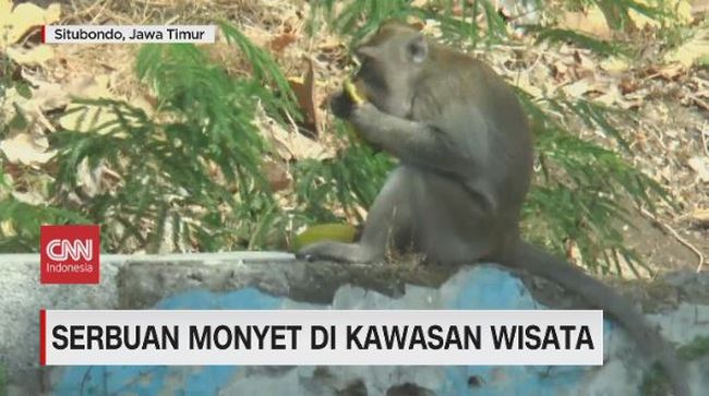 Ratusan Monyet Kelaparan Serbu Warung di Pasir Putih