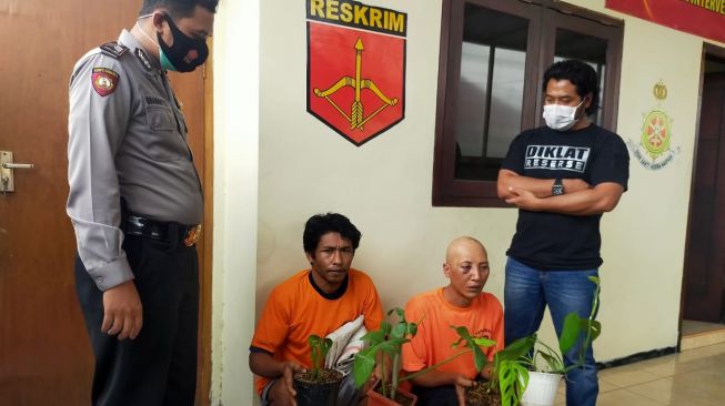 Cabuti Tanaman Hias Senilai Rp 120 Juta 2 Warga Malang Dibekuk
