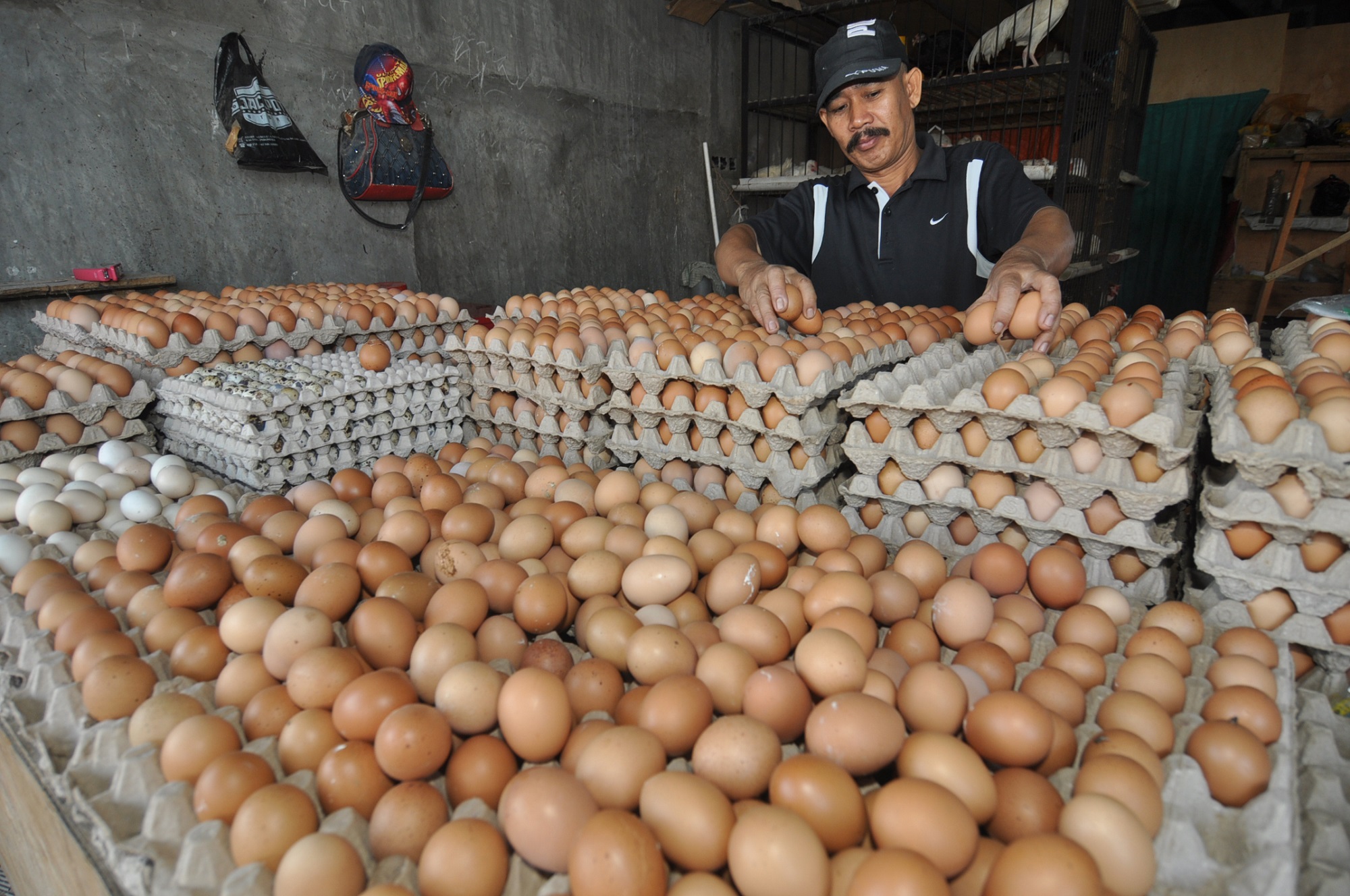 DPD Minta Pemerintah Atasi Harga Telur yang Melonjak di Akhir Tahun