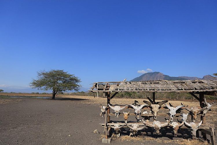 Antisipasi Meluasnya Covid, Taman Nasional Baluran Ditutup Hingga Januari