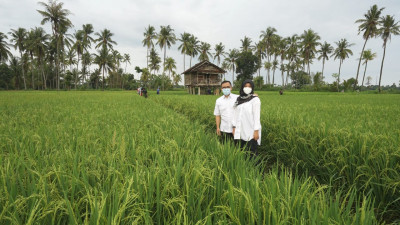 Sawah Mangaran Mendadak Jadi Spot Foto yang Instagramable di Banyuwangi