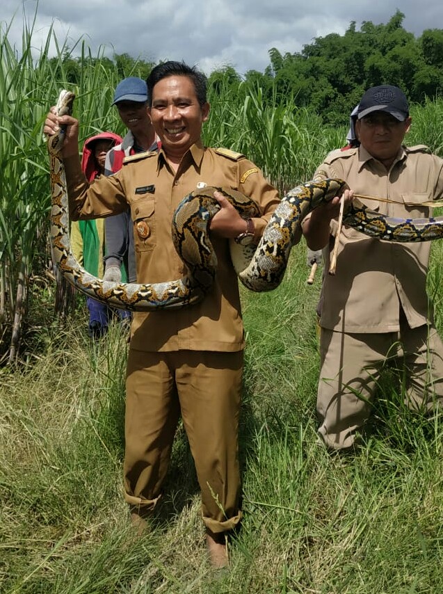 Dengan Modal Bismillah, Kades di Gresik Ini Langsung Cekik Ular Piton Sepanjang 3 Meter