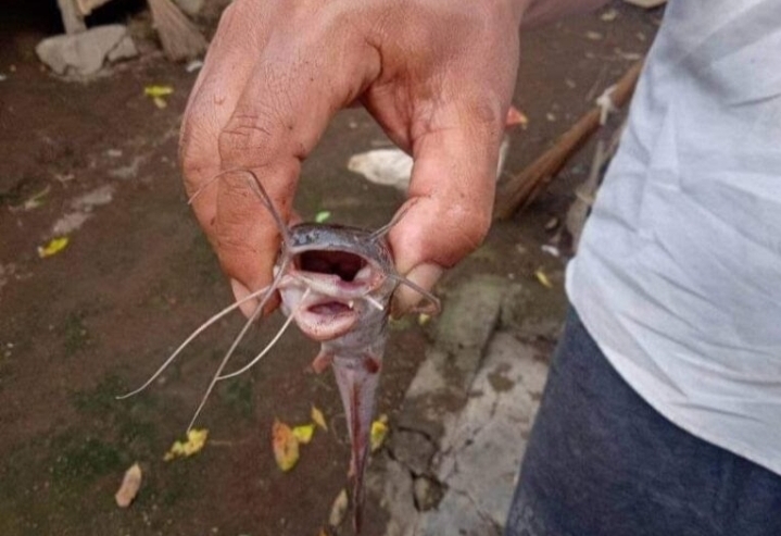 Temukan Keanehan di Ikan Lele, Warga Jember Ini Langsung Gemetar