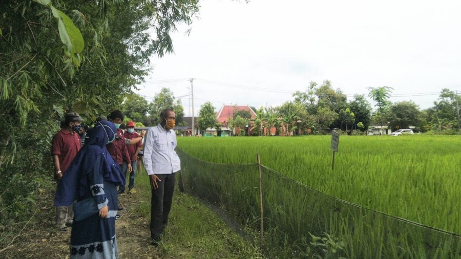 SKK Migas Apresiasi Program Budidaya Padi Organik Yang Dikembangkan Pertamina EP Asset 4 Cepu Field