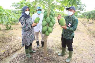 Potensi Buah Lokal Banyuwangi Bakal Ditingkatkan, Bupati Ipuk Siap Beri Perhatian