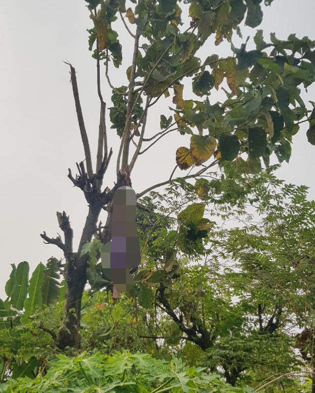 Pria Bojonegoro Ini Mati Kaku Di Pucuk Pohon Jati