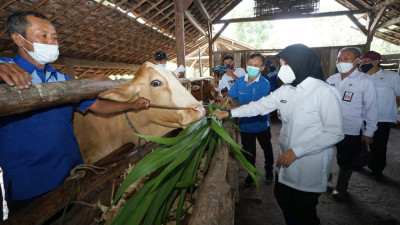 Di Banyuwangi Ada Layanan Pemeriksaan Gratis untuk Hewan Ternak, Tim Rutin Keliling ke Pelosok Desa