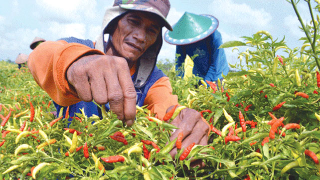 Kementan Tunjuk Kabupaten Banyuwangi Sebagai Daerah Penyangga Cabai Rawit Nasional