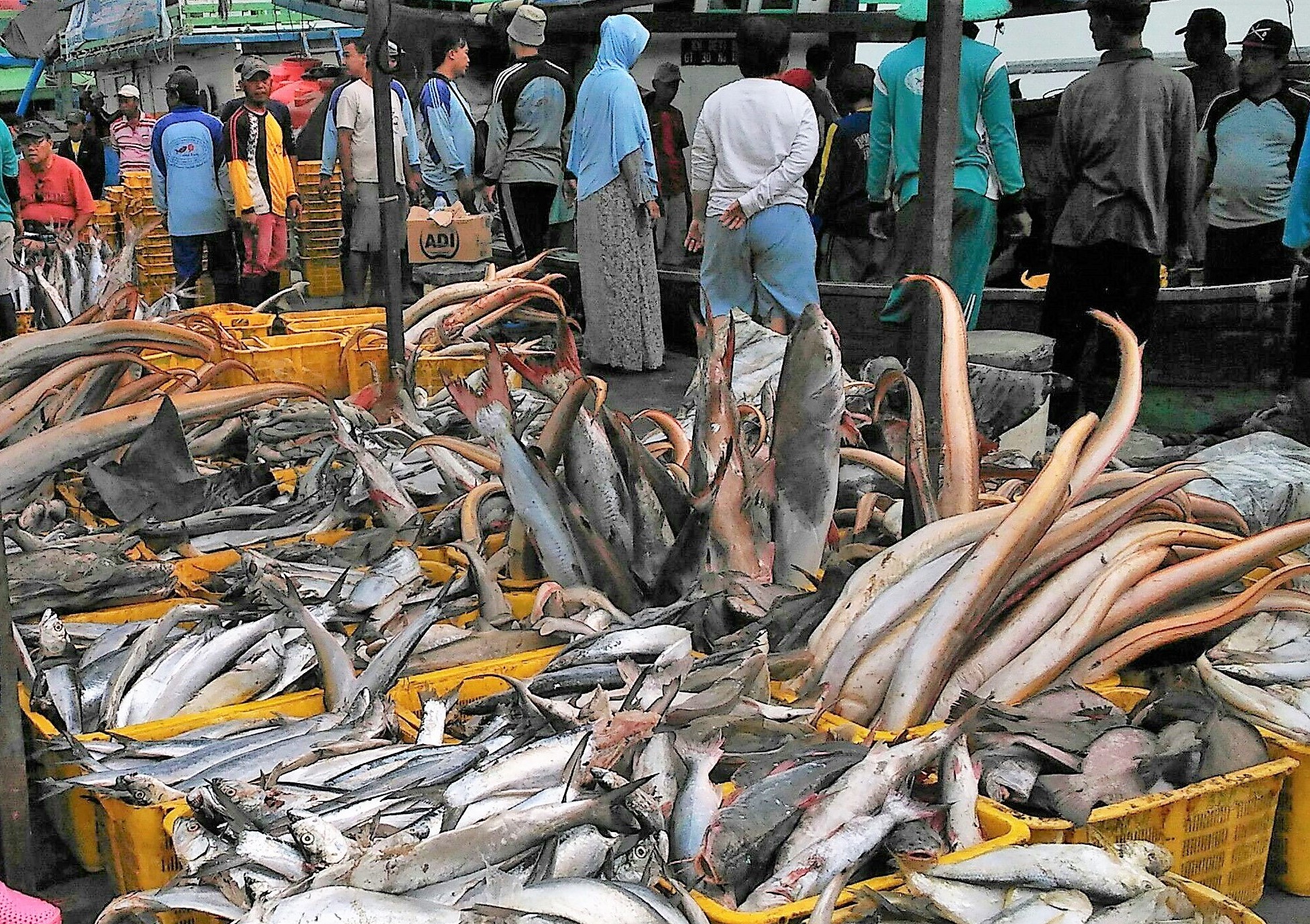 Penyaluran KUR Kelautan dan Perikanan Capai Rp 1,71 Triliun
