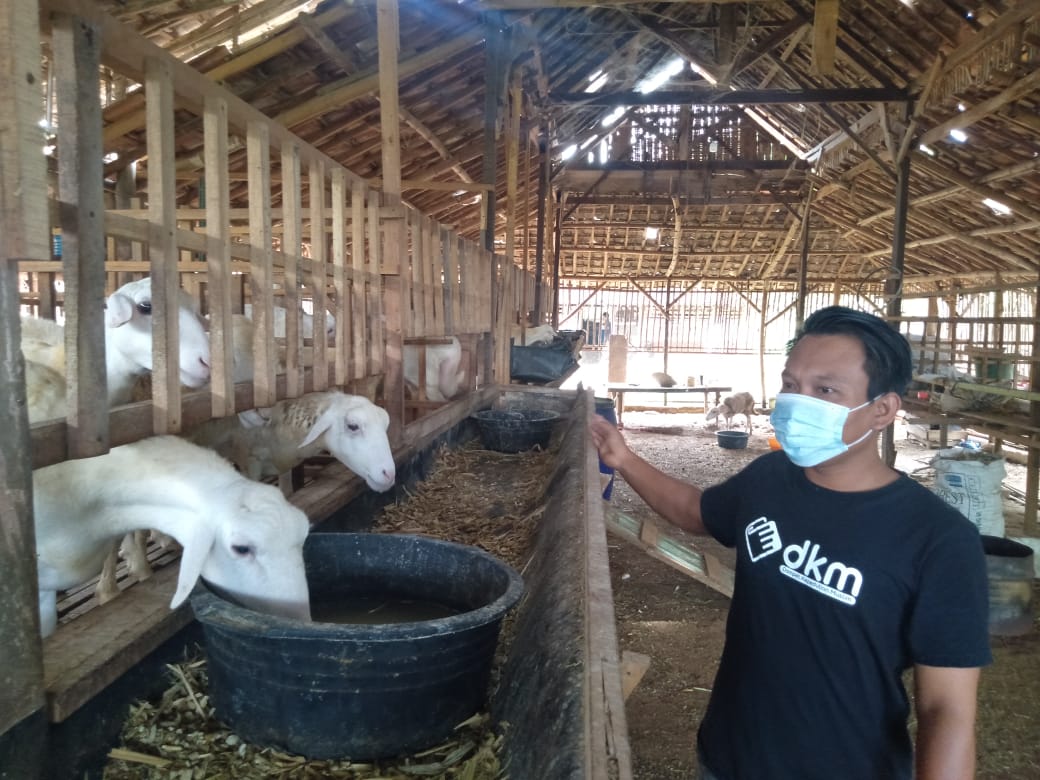 Jelang Idul Adha, Penjual Kambing Mulai Bertebaran di Gresik