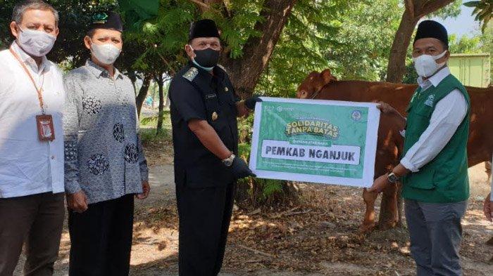 Plt Bupati Nganjuk Serahkan Hewan Kurban Sapi ke Masjid dan PCNU
