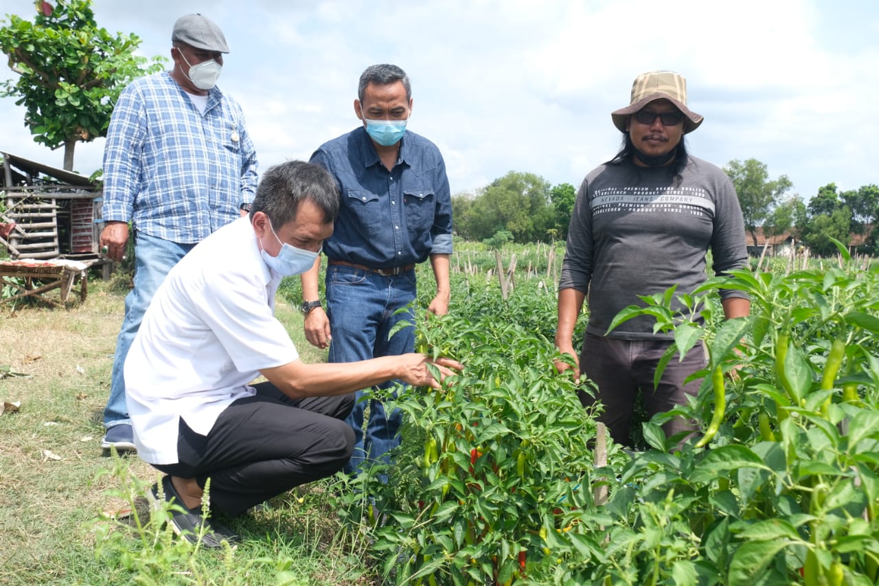 Petani Semangka dan Cabai di Bojonegoro Raup Untung 100 Persen