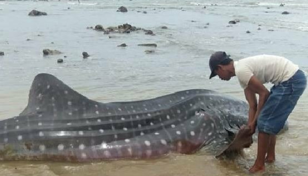 Warga Sampang Selamatkan Hiu Tutul Terdampar di Pantai Ketapang