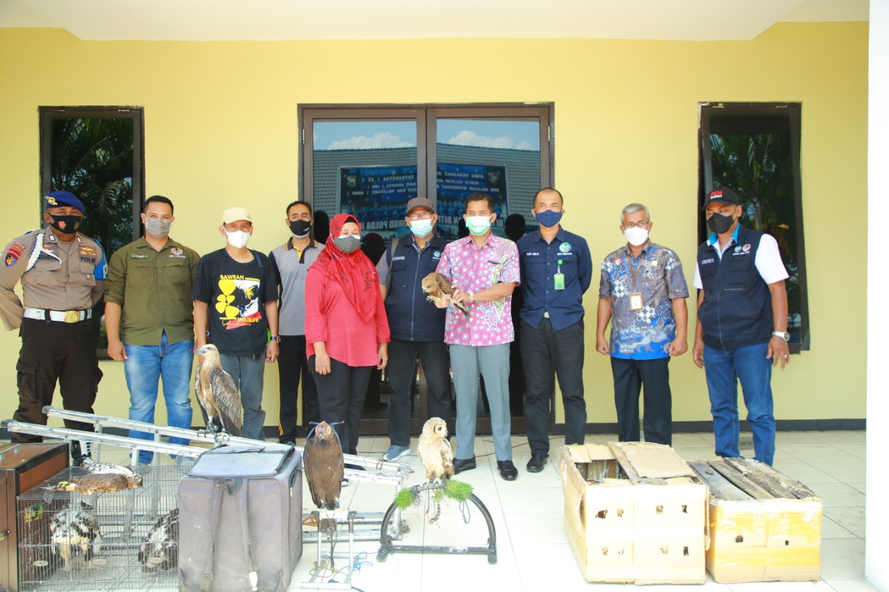 Ditpolairud Polda Jatim Gagalkan Penyelundupan Burung Hantu dan Elang