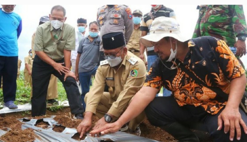 Permintaan Pasar Tinggi, Petani Banyuwangi Mulai Tanam Porang