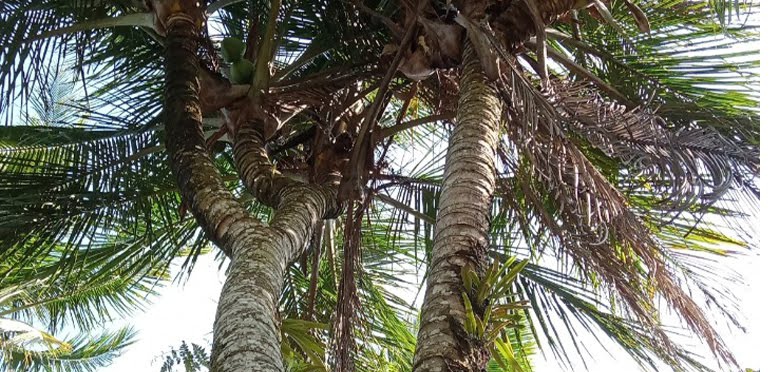 Ada Pohon Kelapa Bercabang 8 di Pacitan