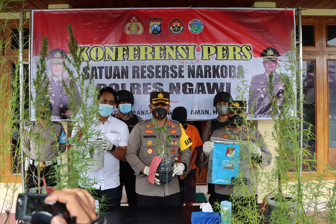 Jual dan Tanam Ganja, Penjual Angkringan di Ngawi Diringkus