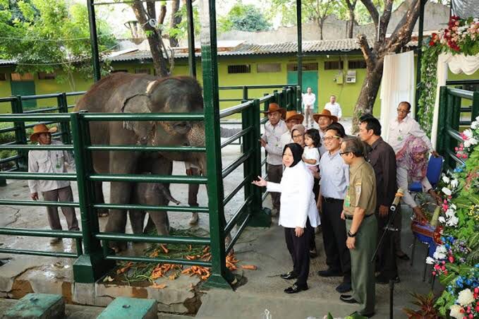 Gajah Bernama Dumbo Mati di KBS, Penyebabnya Belum Diketahui