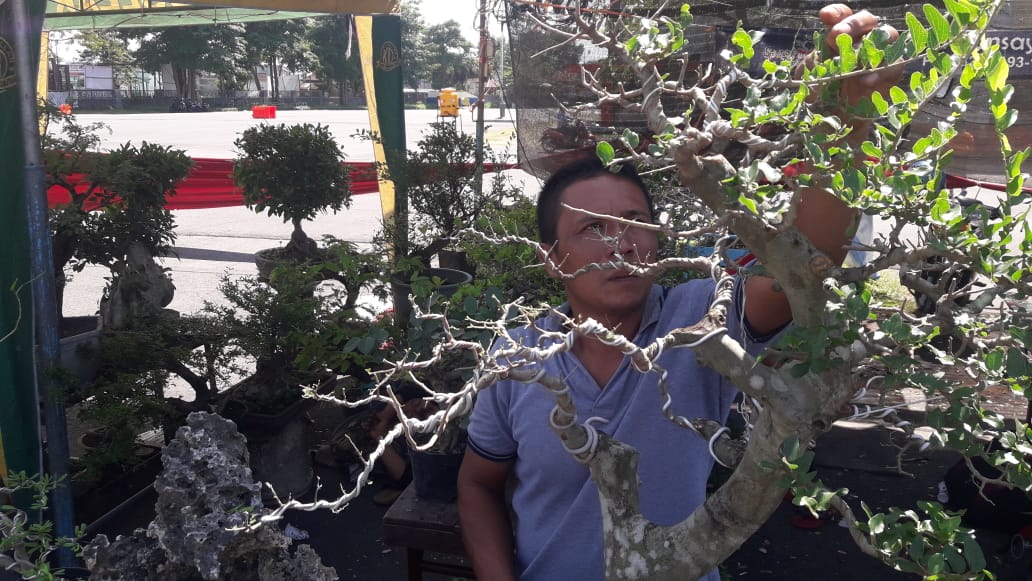 Melejit diawal Pandemi, Penjualan Bonsai di Tulungagung Turun Saat Penerapan PPKM