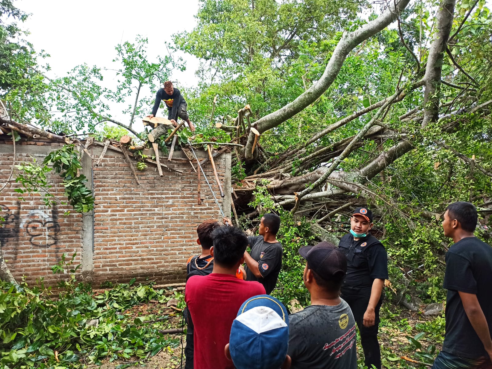 Pohon Usia Seabad di Ponorogo Tumbang Menimpa Rumah