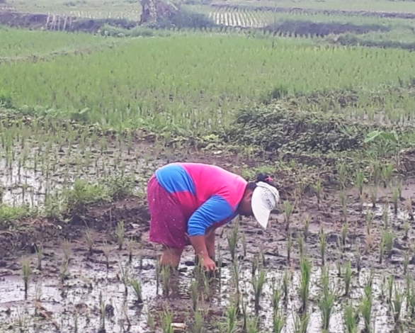 "Molornya" SK Bupati, Distribusi Pupuk Subsidi di Pasuruan Mengalami Keterlambatan