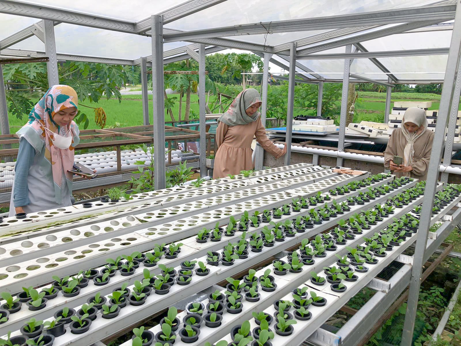 Berwisata Kuliner dan Petik Sayur Hidroponik di Pinggiran Kota Lamongan