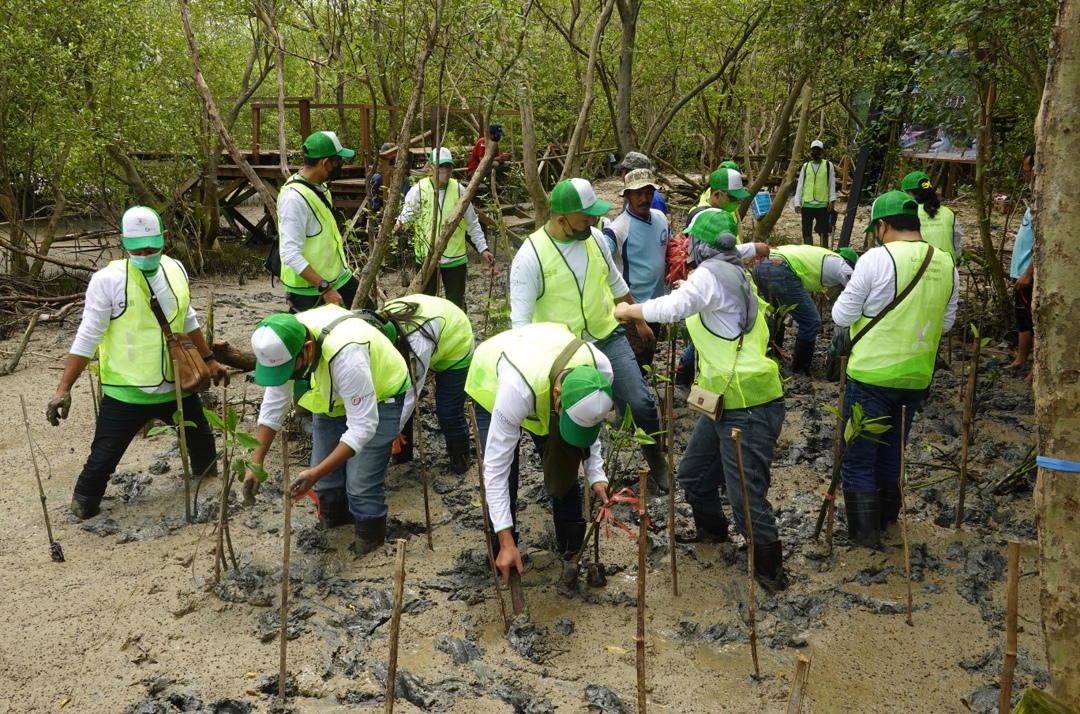 Kurangi Abrasi di Pesisir Pantai, Seribu Bibit Mangrove Ditanam di Desa Banyuurip Gresik