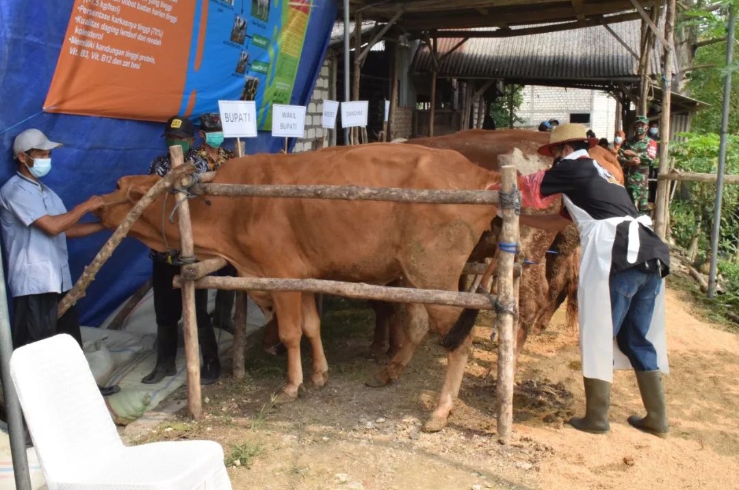 Jelang Ramadan dan Lebaran, Pemkab Lamongan Pastikan Ketersediaan Daging Sapi Aman