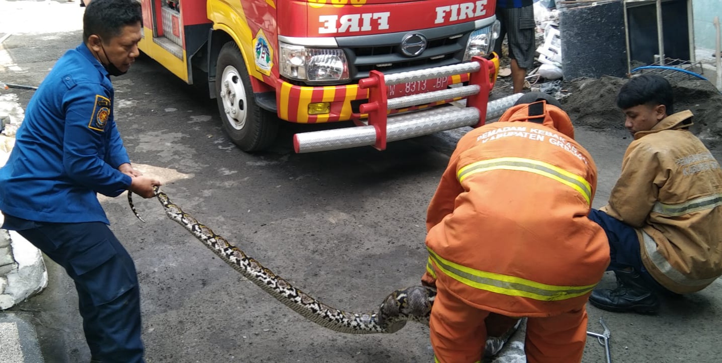 Tiga Bulan Terakhir, Damkar Gresik Amankan 53 Ular Masuk Permukiman