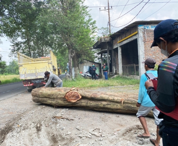 Kasus Pembalakan Liar Sonokeling di Pasuruan, Satu Orang Ditetapkan Tersangka