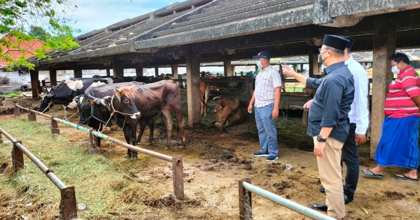 Hewan dari Sidoarjo, Gresik, Lamongan dan Mojokerto Ditolak RPH Surabaya
