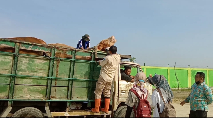 Dinas Peternakan Bojonegoro Kembalikan 9 Ekor Sapi dari Luar Daerah