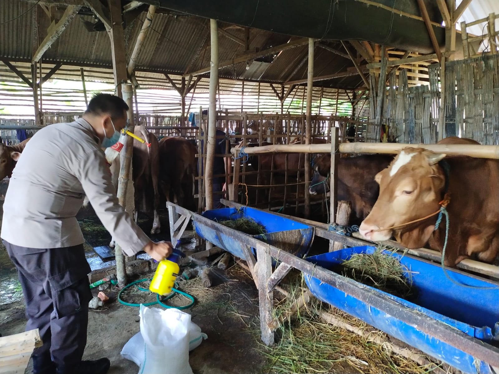 Cegah PMK, Polres Bojonegoro Kerahkan Bhabinkamtibmas Blusukan ke Kandang Sapi