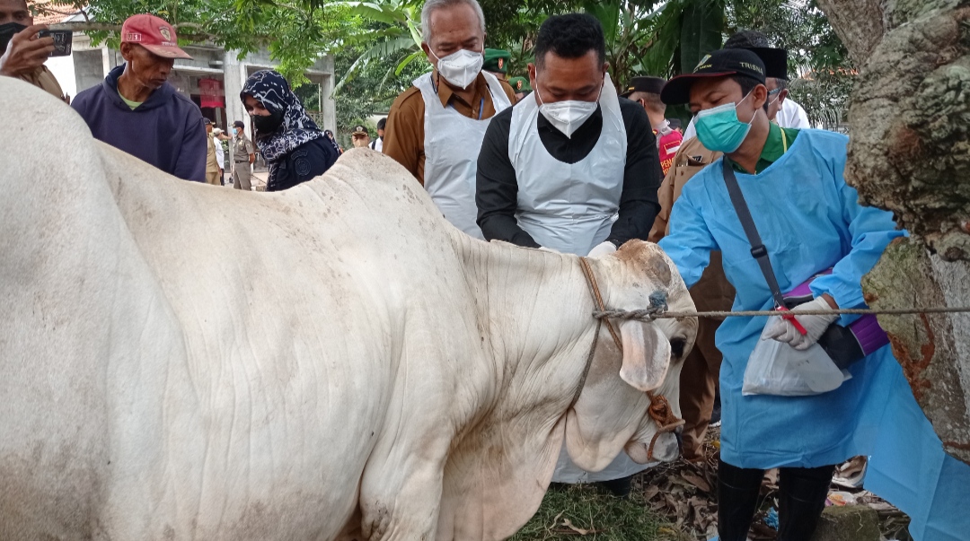 Sapi Sasaran Vaksinasi Tak Boleh Dipotong, di Gresik Ada 4.474 Ekor yang Terjangkit PMK
