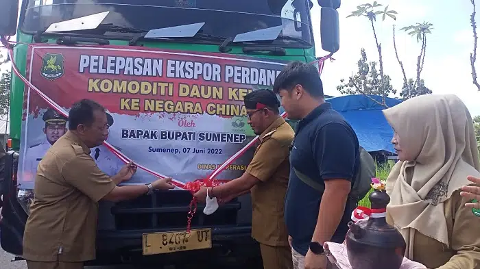Cina Impor 200 Ton Daun Kelor Asal Sumenep