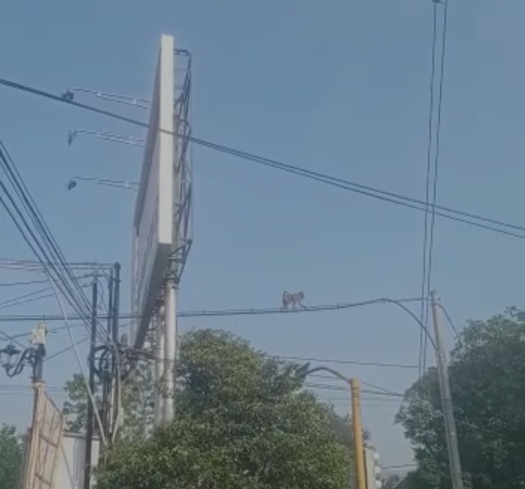 Beredar Video Kera Jalan di Atas Kabel di Ponorogo