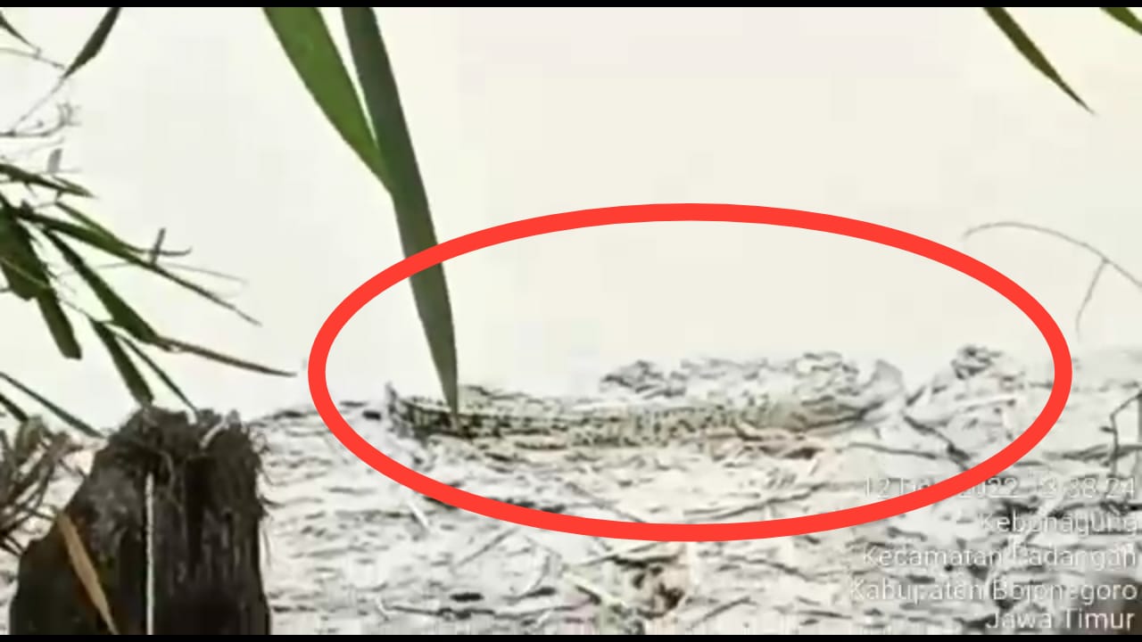 Warga Bojonegoro Geger Ada Buaya Muncul di Bengawan Solo