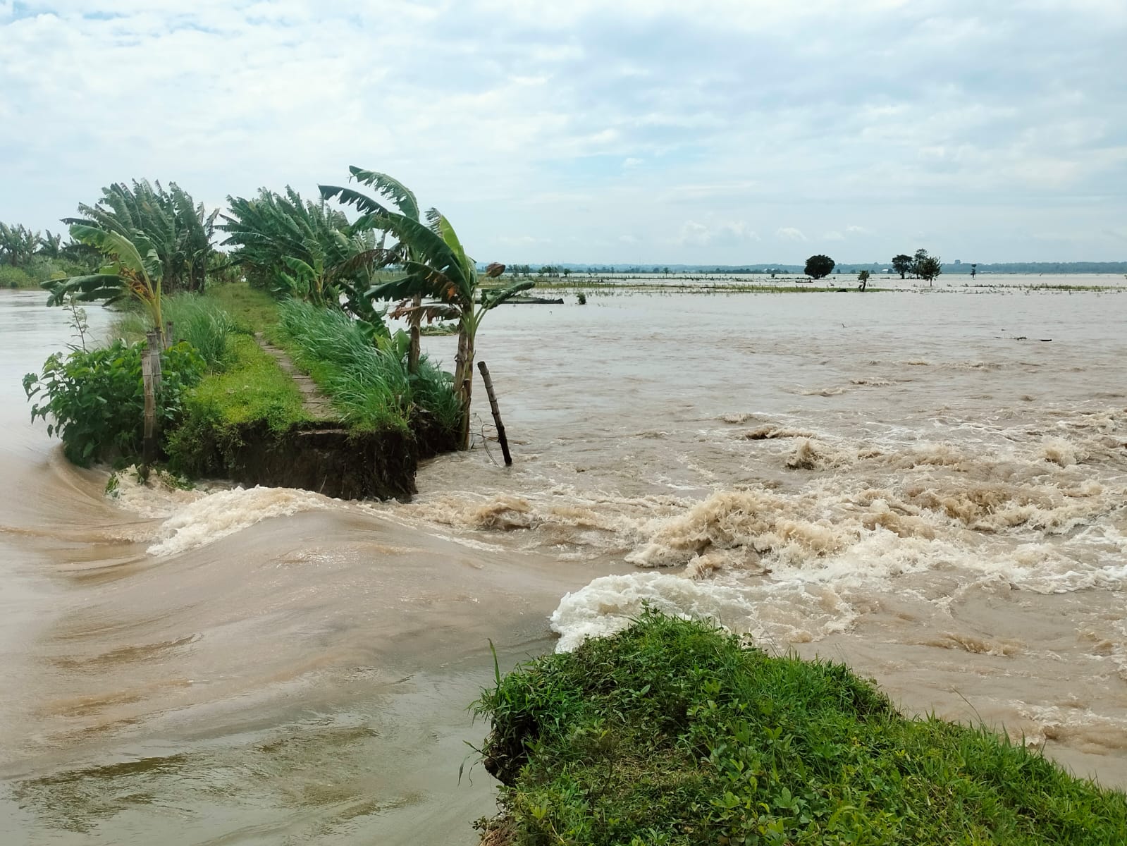 Tanggul di Baureno Bojonegoro Jebol, Ratusan Hektar Sawah Terendam