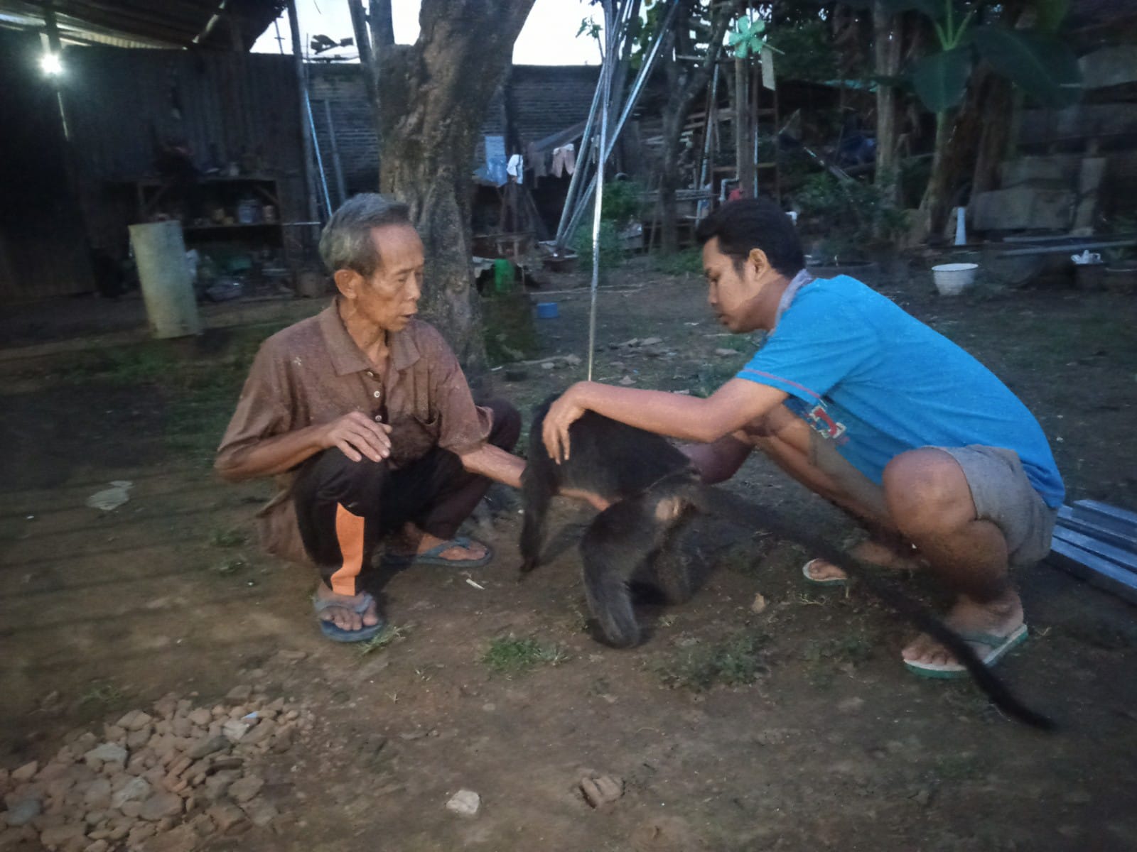 Sempat Dirawat Sendiri, Ini Alasan Warga Tertek Serahkan Lutung Betina ke BKSDA