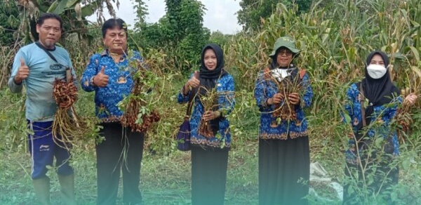 DKPP Bojonegoro dan Gapoktan Panen Kacang dengan Sistem Biosaka